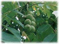 �I�j�O���~(��)